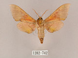 中文名:榆綠天蛾(1282-742)學名:Callambulyx tatarinovii formosana Clark, 1935(1282-742)中文別名:紅?綠天蛾
