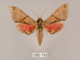 中文名:榆綠天蛾(1282-742)學名:Callambulyx tatarinovii formosana Clark, 1935(1282-742)中文別名:紅?綠天蛾