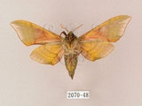 中文名:榆綠天蛾(2070-48)學名:Callambulyx tatarinovii formosana Clark, 1935(2070-48)中文別名:紅?綠天蛾