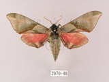 中文名:榆綠天蛾(2070-48)學名:Callambulyx tatarinovii formosana Clark, 1935(2070-48)中文別名:紅?綠天蛾