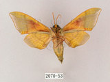 中文名:榆綠天蛾(2070-53)學名:Callambulyx tatarinovii formosana Clark, 1935(2070-53)中文別名:紅?綠天蛾