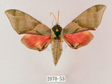 中文名:榆綠天蛾(2070-53)學名:Callambulyx tatarinovii formosana Clark, 1935(2070-53)中文別名:紅?綠天蛾
