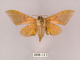 中文名:榆綠天蛾(2098-111)學名:Callambulyx tatarinovii formosana Clark, 1935(2098-111)中文別名:紅?綠天蛾