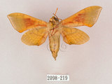 中文名:榆綠天蛾(2098-219)學名:Callambulyx tatarinovii formosana Clark, 1935(2098-219)中文別名:紅?綠天蛾