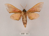中文名:榆綠天蛾(2098-293)學名:Callambulyx tatarinovii formosana Clark, 1935(2098-293)中文別名:紅?綠天蛾