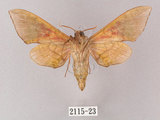 中文名:榆綠天蛾(2115-23)學名:Callambulyx tatarinovii formosana Clark, 1935(2115-23)中文別名:紅?綠天蛾
