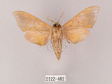 中文名:榆綠天蛾(2122-482)學名:Callambulyx tatarinovii formosana Clark, 1935(2122-482)中文別名:紅?綠天蛾