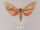 中文名:榆綠天蛾(2122-482)學名:Callambulyx tatarinovii formosana Clark, 1935(2122-482)中文別名:紅?綠天蛾