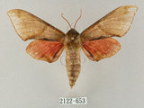 中文名:榆綠天蛾(2122-653)學名:Callambulyx tatarinovii formosana Clark, 1935(2122-653)中文別名:紅?綠天蛾