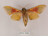中文名:榆綠天蛾(2374-1030)學名:Callambulyx tatarinovii formosana Clark, 1935(2374-1030)中文別名:紅?綠天蛾