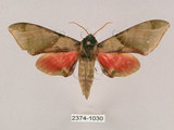 中文名:榆綠天蛾(2374-1030)學名:Callambulyx tatarinovii formosana Clark, 1935(2374-1030)中文別名:紅?綠天蛾