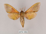 中文名:榆綠天蛾(2374-1053)學名:Callambulyx tatarinovii formosana Clark, 1935(2374-1053)中文別名:紅?綠天蛾