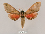 中文名:榆綠天蛾(2374-1053)學名:Callambulyx tatarinovii formosana Clark, 1935(2374-1053)中文別名:紅?綠天蛾