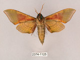 中文名:榆綠天蛾(2374-1125)學名:Callambulyx tatarinovii formosana Clark, 1935(2374-1125)中文別名:紅?綠天蛾