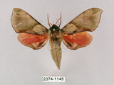 中文名:榆綠天蛾(2374-1145)學名:Callambulyx tatarinovii formosana Clark, 1935(2374-1145)中文別名:紅?綠天蛾