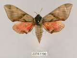 中文名:榆綠天蛾(2374-1190)學名:Callambulyx tatarinovii formosana Clark, 1935(2374-1190)中文別名:紅?綠天蛾