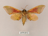 中文名:榆綠天蛾(2374-613)學名:Callambulyx tatarinovii formosana Clark, 1935(2374-613)中文別名:紅?綠天蛾