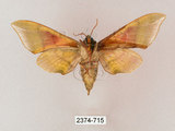 中文名:榆綠天蛾(2374-715)學名:Callambulyx tatarinovii formosana Clark, 1935(2374-715)中文別名:紅?綠天蛾