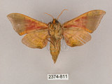 中文名:榆綠天蛾(2374-811)學名:Callambulyx tatarinovii formosana Clark, 1935(2374-811)中文別名:紅?綠天蛾