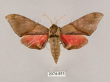 中文名:榆綠天蛾(2374-811)學名:Callambulyx tatarinovii formosana Clark, 1935(2374-811)中文別名:紅?綠天蛾