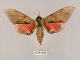 中文名:榆綠天蛾(2374-839)學名:Callambulyx tatarinovii formosana Clark, 1935(2374-839)中文別名:紅?綠天蛾
