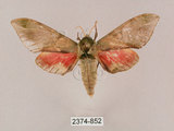 中文名:榆綠天蛾(2374-852)學名:Callambulyx tatarinovii formosana Clark, 1935(2374-852)中文別名:紅?綠天蛾