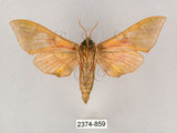 中文名:榆綠天蛾(2374-859)學名:Callambulyx tatarinovii formosana Clark, 1935(2374-859)中文別名:紅?綠天蛾