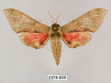中文名:榆綠天蛾(2374-859)學名:Callambulyx tatarinovii formosana Clark, 1935(2374-859)中文別名:紅?綠天蛾