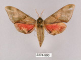 中文名:榆綠天蛾(2374-990)學名:Callambulyx tatarinovii formosana Clark, 1935(2374-990)中文別名:紅?綠天蛾
