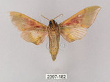 中文名:榆綠天蛾(2397-182)學名:Callambulyx tatarinovii formosana Clark, 1935(2397-182)中文別名:紅?綠天蛾