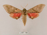 中文名:榆綠天蛾(2397-186)學名:Callambulyx tatarinovii formosana Clark, 1935(2397-186)中文別名:紅?綠天蛾