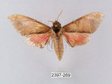 中文名:榆綠天蛾(2397-269)學名:Callambulyx tatarinovii formosana Clark, 1935(2397-269)中文別名:紅?綠天蛾