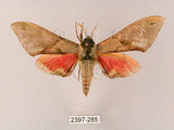 中文名:榆綠天蛾(2397-285)學名:Callambulyx tatarinovii formosana Clark, 1935(2397-285)中文別名:紅?綠天蛾