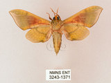 中文名:榆綠天蛾(3243-1371)學名:Callambulyx tatarinovii formosana Clark, 1935(3243-1371)中文別名:紅?綠天蛾