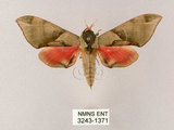 中文名:榆綠天蛾(3243-1371)學名:Callambulyx tatarinovii formosana Clark, 1935(3243-1371)中文別名:紅?綠天蛾