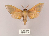 中文名:榆綠天蛾(3243-1476)學名:Callambulyx tatarinovii formosana Clark, 1935(3243-1476)中文別名:紅?綠天蛾