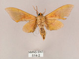 中文名:榆綠天蛾(514-2)學名:Callambulyx tatarinovii formosana Clark, 1935(514-2)中文別名:紅?綠天蛾