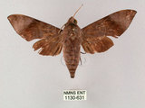 中文名:台灣缺角天蛾(1130-631)學名:Acosmeryx formosana (Matsumura, 1927)(1130-631)
