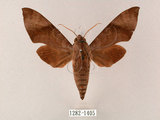 中文名:台灣缺角天蛾(1282-1405)學名:Acosmeryx formosana (Matsumura, 1927)(1282-1405)