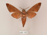 中文名:台灣缺角天蛾(1282-1425)學名:Acosmeryx formosana (Matsumura, 1927)(1282-1425)
