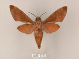 中文名:台灣缺角天蛾(1282-1573)學名:Acosmeryx formosana (Matsumura, 1927)(1282-1573)