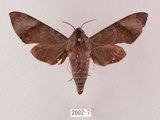 中文名:台灣缺角天蛾(2002-7)學名:Acosmeryx formosana (Matsumura, 1927)(2002-7)