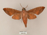 中文名:台灣缺角天蛾(244-63)學名:Acosmeryx formosana (Matsumura, 1927)(244-63)