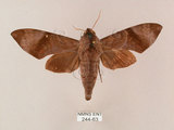 中文名:台灣缺角天蛾(244-63)學名:Acosmeryx formosana (Matsumura, 1927)(244-63)