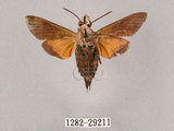 中文名:小斜帶長喙天蛾(1282-29211)學名:Macroglossum ungues cheni Yen, Kitching & Tzen, 2003(1282-29211)中文別名:蘭嶼長喙天蛾