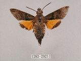 中文名:小斜帶長喙天蛾(1282-29211)學名:Macroglossum ungues cheni Yen, Kitching & Tzen, 2003(1282-29211)中文別名:蘭嶼長喙天蛾