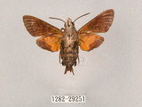 中文名:小斜帶長喙天蛾(1282-29251)學名:Macroglossum ungues cheni Yen, Kitching & Tzen, 2003(1282-29251)中文別名:蘭嶼長喙天蛾