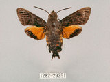 中文名:小斜帶長喙天蛾(1282-29251)學名:Macroglossum ungues cheni Yen, Kitching & Tzen, 2003(1282-29251)中文別名:蘭嶼長喙天蛾