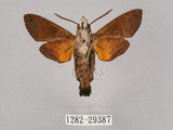 中文名:小斜帶長喙天蛾(1282-29387)學名:Macroglossum ungues cheni Yen, Kitching & Tzen, 2003(1282-29387)中文別名:蘭嶼長喙天蛾