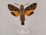 中文名:小斜帶長喙天蛾(1282-29387)學名:Macroglossum ungues cheni Yen, Kitching & Tzen, 2003(1282-29387)中文別名:蘭嶼長喙天蛾